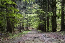 Mulattiera nel bosco